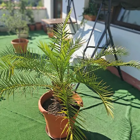 Penthouse 90mp 2 דירה *